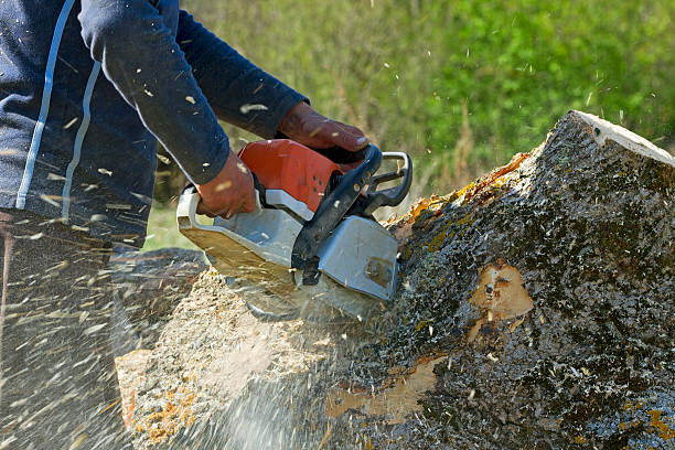 Best Palm Tree Trimming  in Detroit, MI